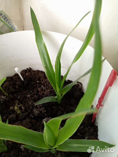 Комнатные цветы адениум и гибискус, драцена