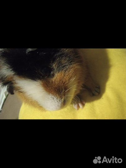 Морская свинка в добрые руки, с клеткой