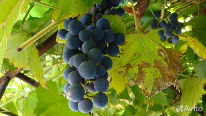 Виноград Изабелла