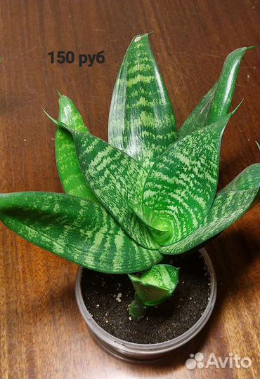 Сансевиерия ханни