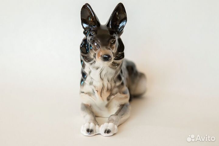 Овчарка гдр