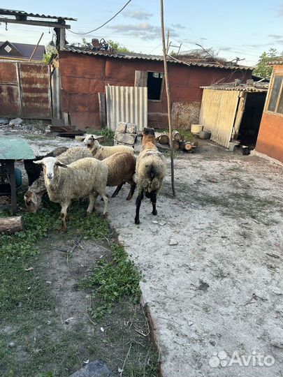 Продам овец