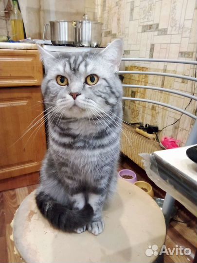 Кот на вязку
