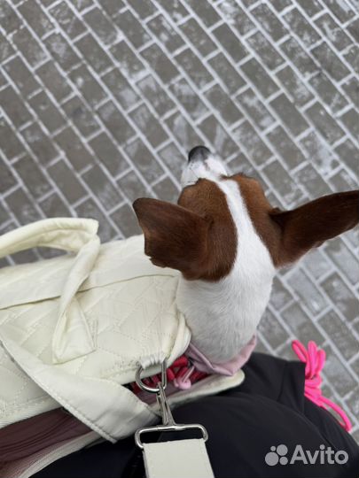 Переноска для собак мелких пород