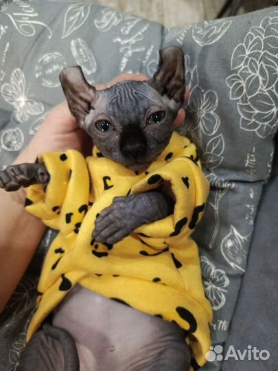 Канадский Сфинкс, Эльф, Двэльф котята