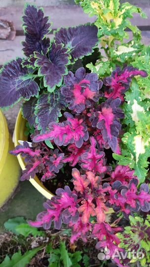 Колеусы вегетативные