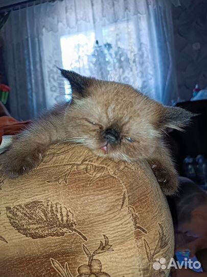 Кошечка персидский экзот ищет жениха