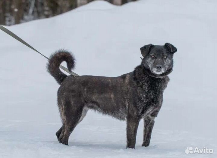 Ласкуша Сабрина в дар