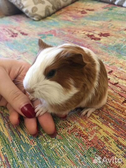 Малыши морские свинки