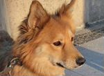 Чудесная собака из Экоприюта в Астрахани ищет дом