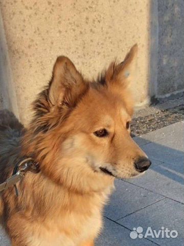 Чудесная собака из Экоприюта в Астрахани ищет дом объявление продам