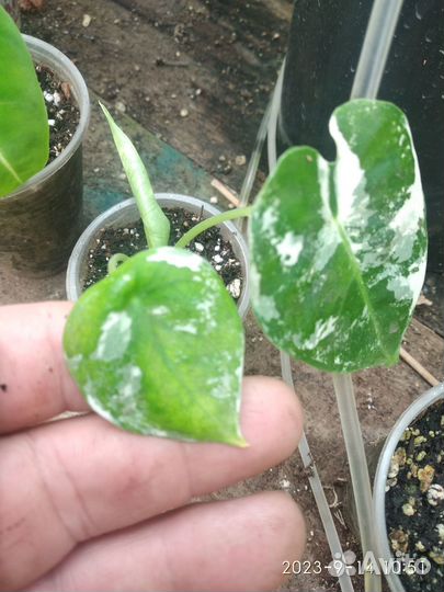 Алоказия фрайдек вариегатная