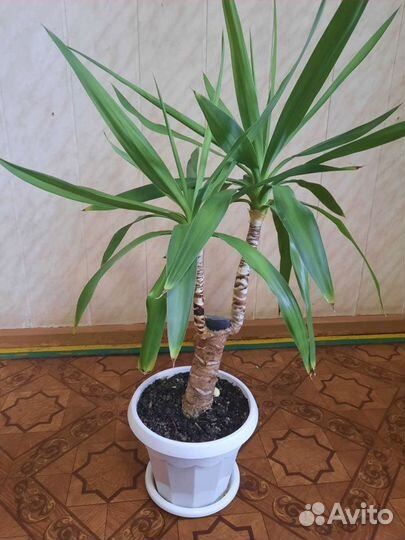 Цветок Юкка