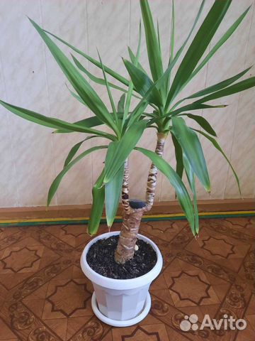 Цветок Юкка