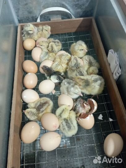 Домашние куриные яйца