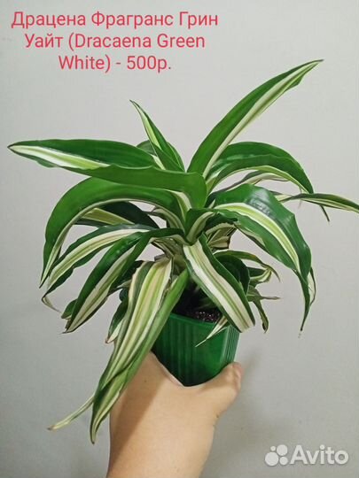 Разные комнатные растения