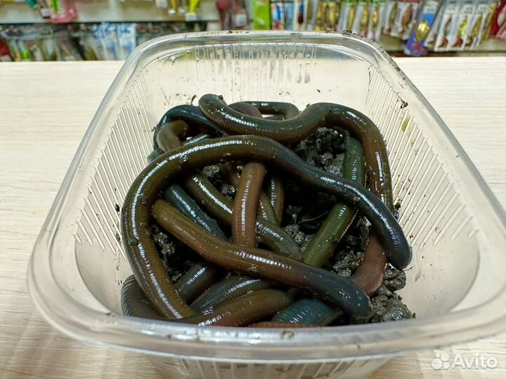 Зелёный червь, червь на воблу