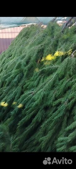 Елки сосны новогодние оптом