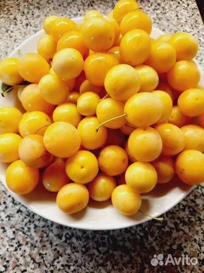 Саженцы алычи