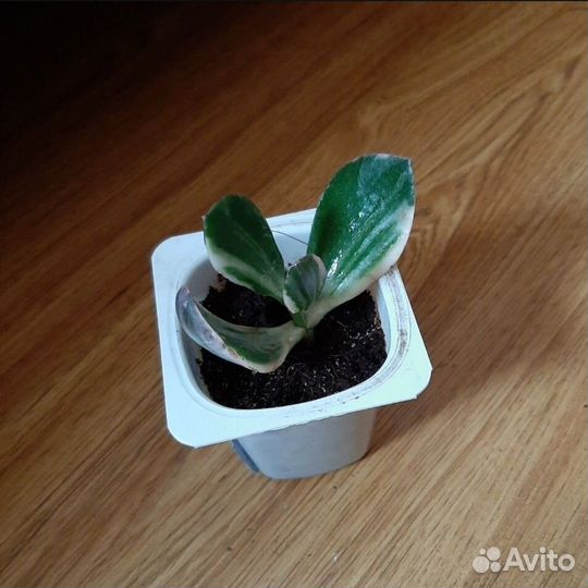 Крассула триколор