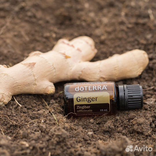 Doterra эфирное масло Имбирь