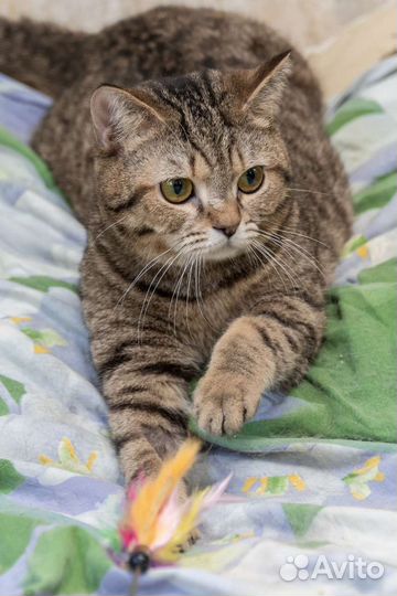 Кошки в добрые руки бесплатно