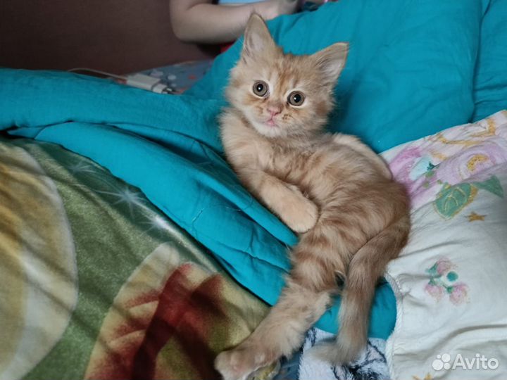 Котенок девочка 2 месяца