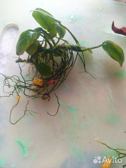 Растения для аквариума разные