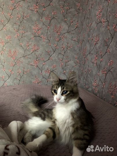 Кошки в добрые руки даром