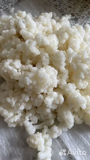 Тибетский молочный гриб кефирный