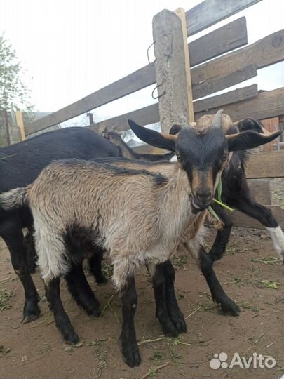 Козлята и молодые козы