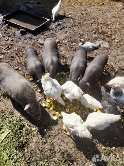 Мясо домашней птицы