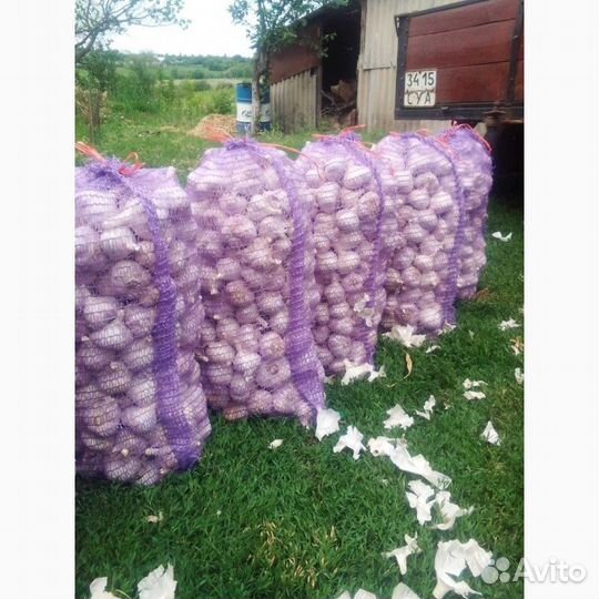 Озимый чеснок для посадки с доставкой