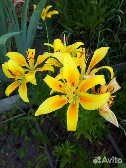 Лилии сортовые луковицы