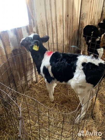 Бычки телята телки