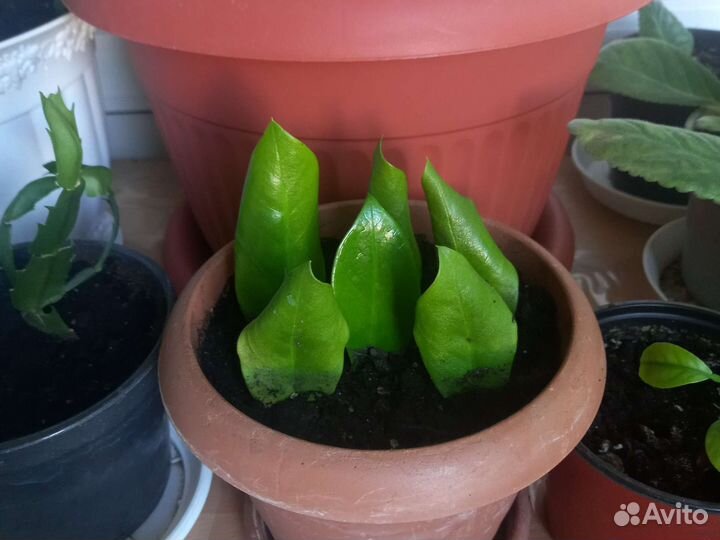 Замиокулькас