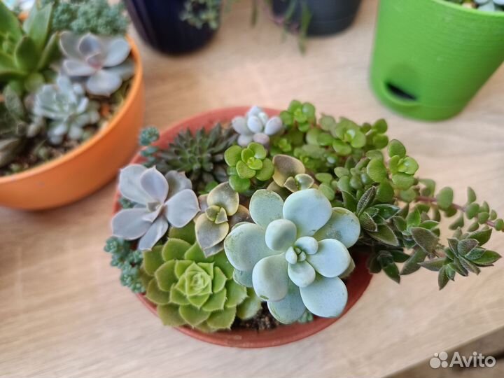 Суккуленты композиции