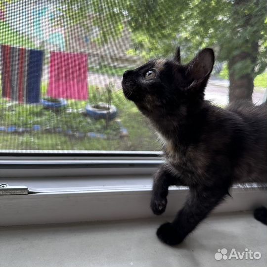 Котенок