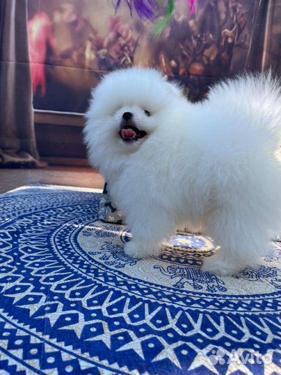 Померанский шпиц