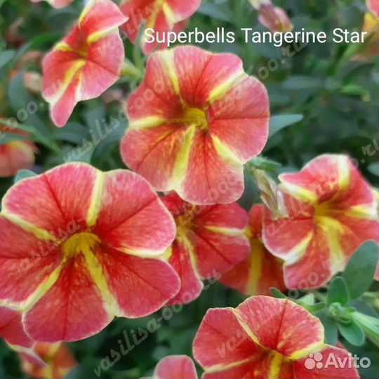 Черенки калибрахоа