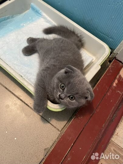 Британские котята