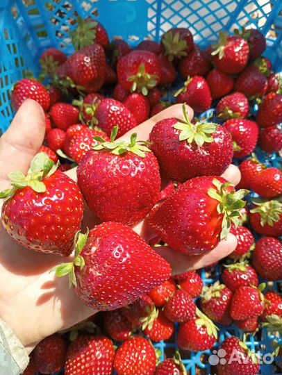 Саженцы-Рассада Клубники