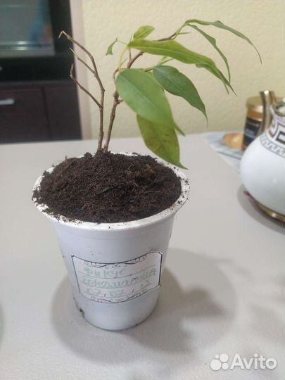 Фикус бенджамина