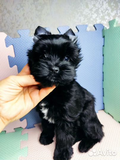 Чудесная девочка черная цветной Йорк бивер