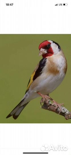 Щегол самец проверенный поющий