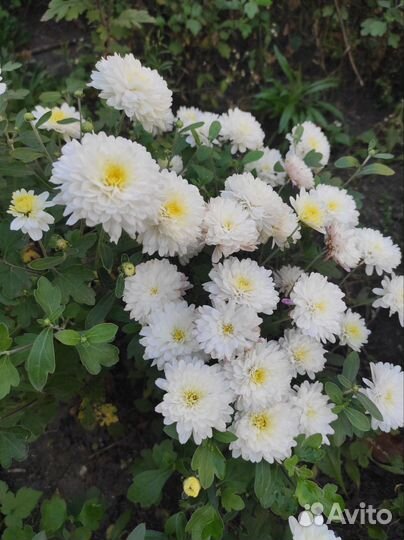 Хризантемы