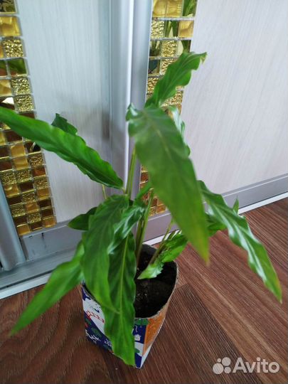 Аглаонемы, ктенанты