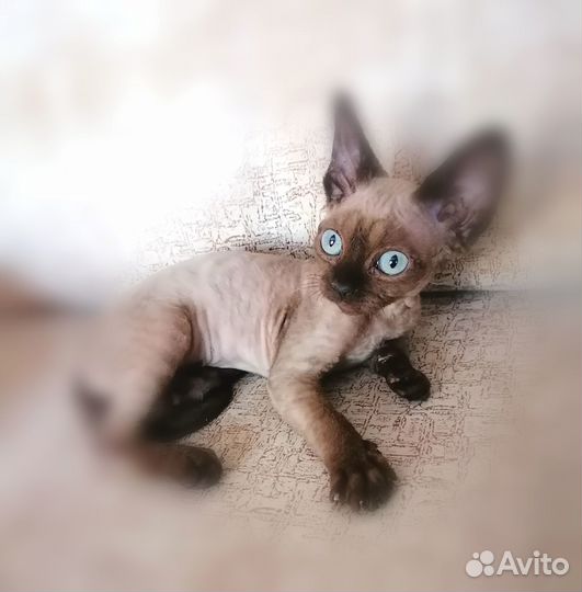 Йоло девон-рекс