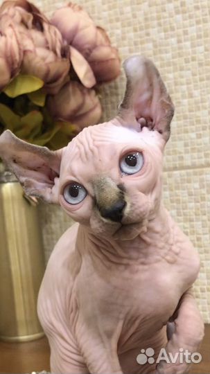 Канадский сфинкс с документами эльф