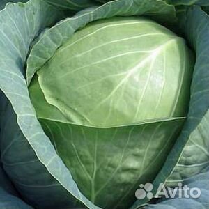 Семена капусты Ринда